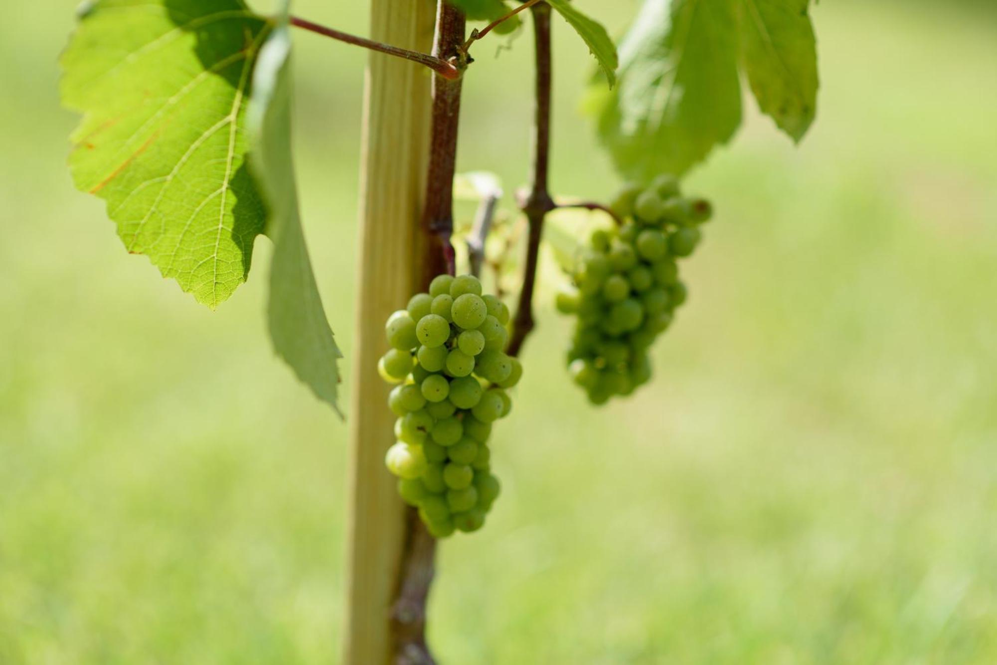 Leone De Castris Wine Hotel 萨利切萨伦蒂诺 外观 照片